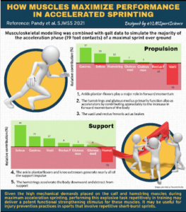 Strength training for sprinting